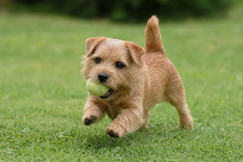 Norfolk Terrier — playing