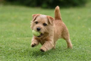 Norfolk Terrier — playing