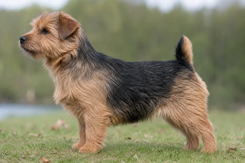 Norfolk Terrier — side