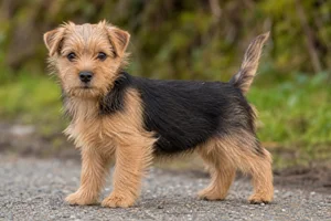 Norfolk Terrier — puppy (~4 mo)