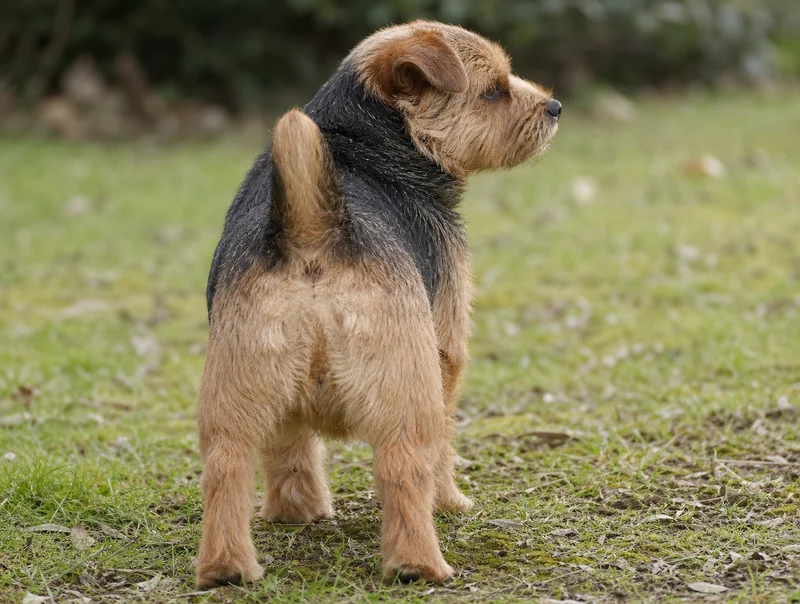 Norfolk Terrier — rear