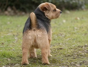Norfolk Terrier — rear