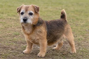 Norfolk Terrier — senior