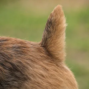 Norfolk Terrier — tail