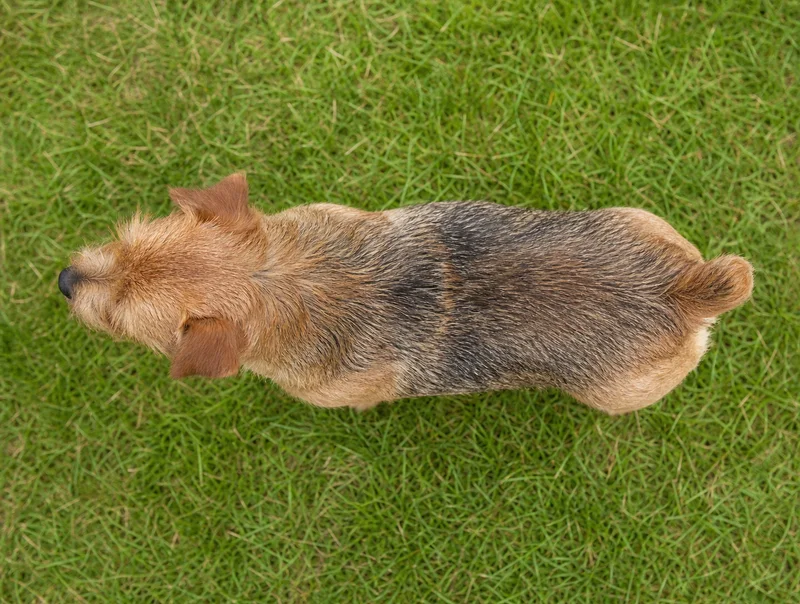 Norfolk Terrier — top