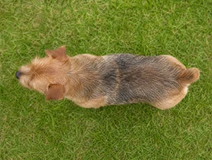 Norfolk Terrier — top