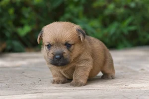 Norfolk Terrier — young puppy (~1 mo)