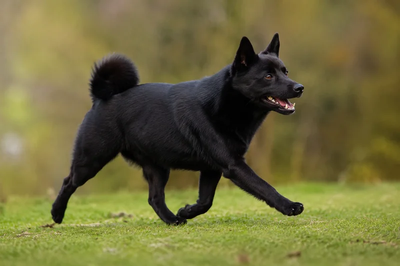 Norwegian Buhund — running