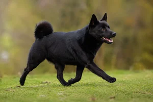 Norwegian Buhund — running