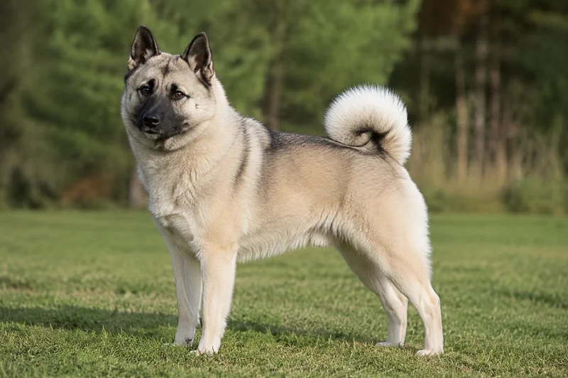 Norwegian Buhund — adult