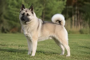 Norwegian Buhund — adult
