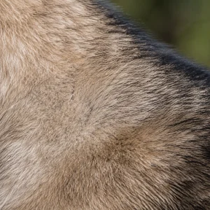 Norwegian Buhund — coat texture