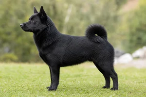 Norwegian Buhund — black coat