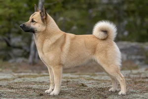 Norwegian Buhund — Wheaten coat