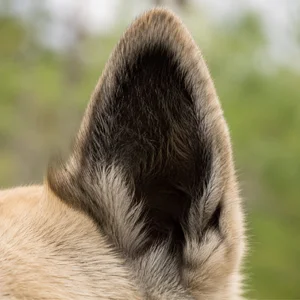 Norwegian Buhund — ears