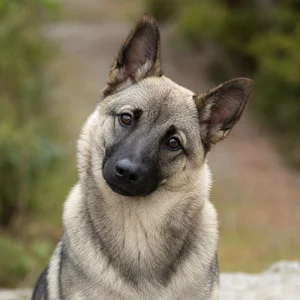 Norwegian Buhund — alert