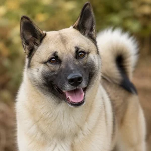 Norwegian Buhund — happy