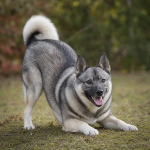Norwegian Buhund — playful