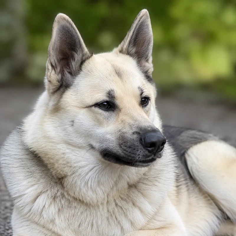 Norwegian Buhund — relaxed
