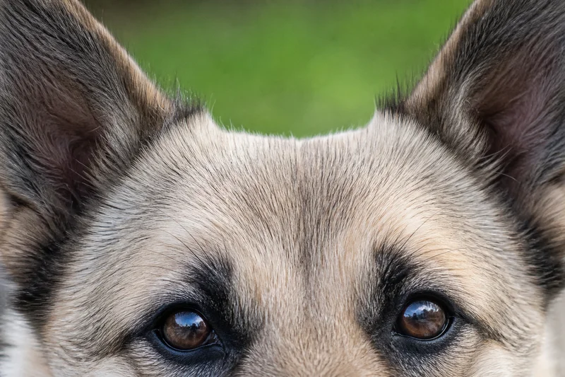 Norwegian Buhund — eyes