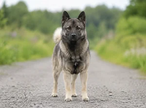 Norwegian Buhund — front