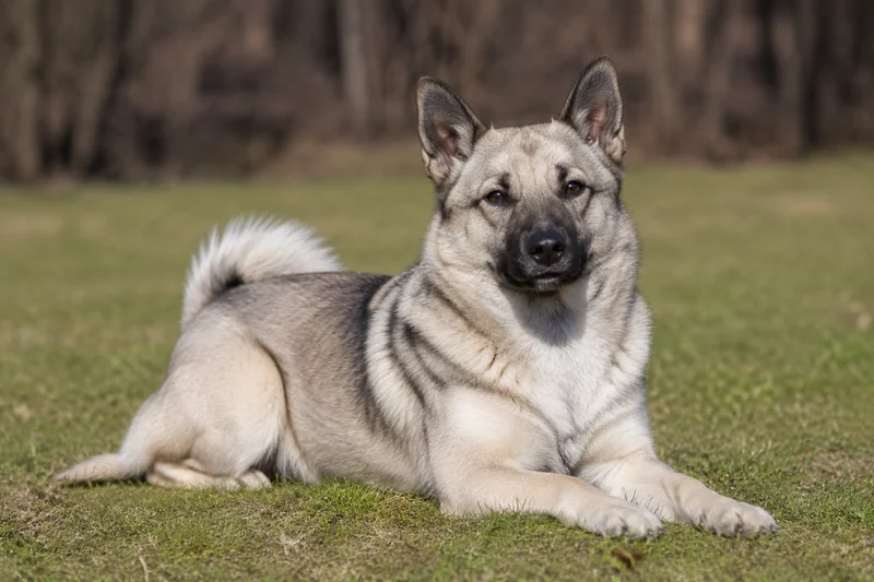 Norwegian Buhund — lying down