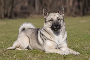 Norwegian Buhund — lying down
