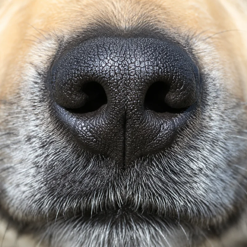 Norwegian Buhund — nose
