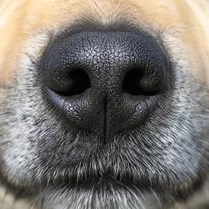 Norwegian Buhund — nose