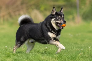 Norwegian Buhund — playing