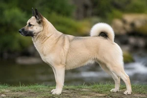 Norwegian Buhund dog