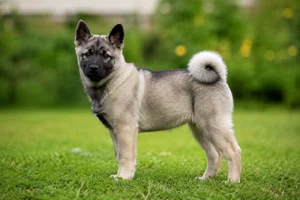 Norwegian Buhund — puppy (~4 mo)
