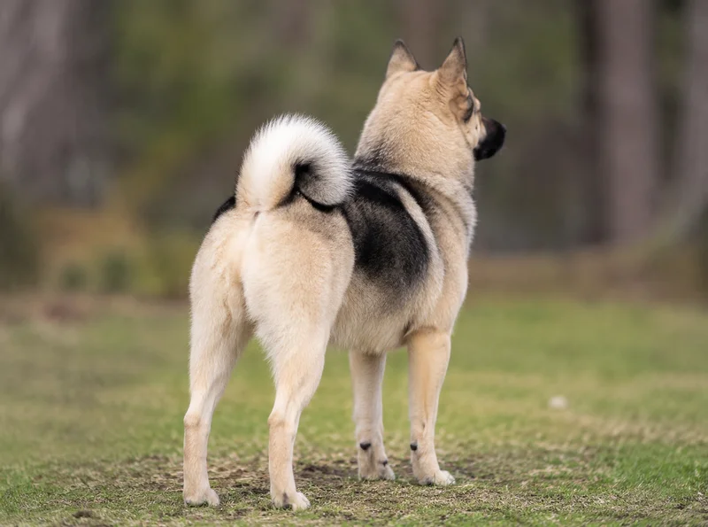 Norwegian Buhund — rear