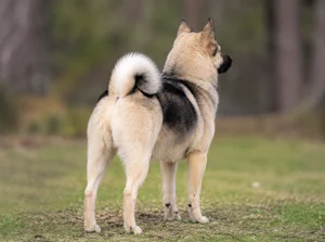 Norwegian Buhund — rear