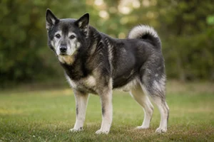 Norwegian Buhund — senior