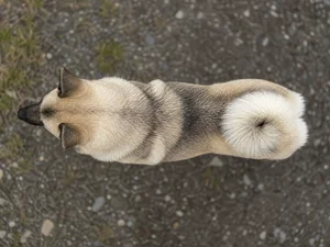 Norwegian Buhund — top