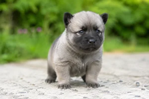 Norwegian Buhund — young puppy (~1 mo)