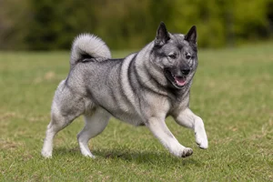 Norwegian Elkhound — running
