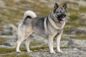 Norwegian Elkhound — adult
