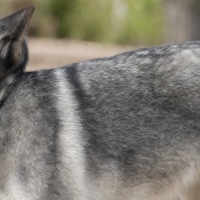Norwegian Elkhound — coat texture
