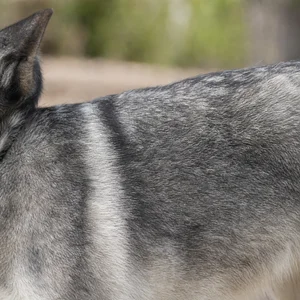 Norwegian Elkhound — coat texture