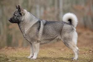 Norwegian Elkhound — Gray coat