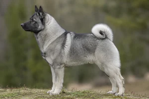 Norwegian Elkhound — Silver Gray coat