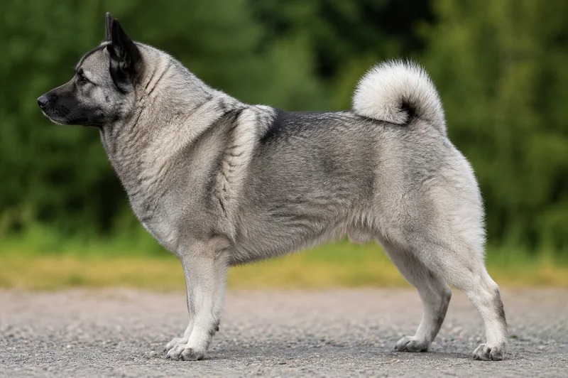 Norwegian Elkhound — Wolf Gray coat