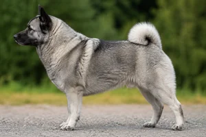 Norwegian Elkhound — Wolf Gray coat