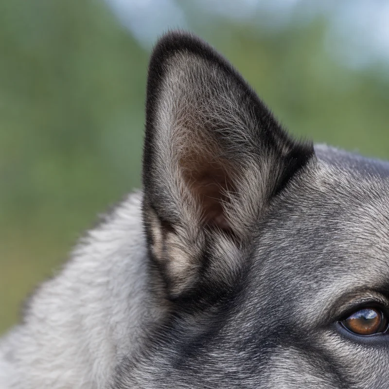 Norwegian Elkhound — ears