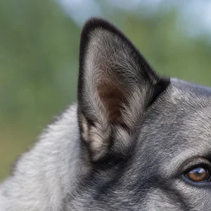Norwegian Elkhound — ears