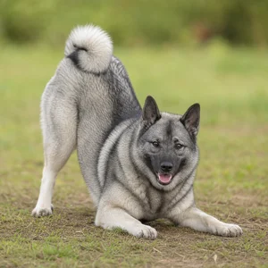 Norwegian Elkhound — playful