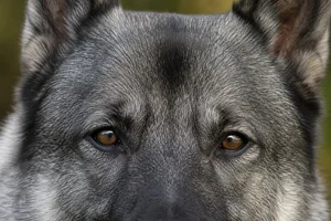 Norwegian Elkhound — eyes