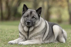 Norwegian Elkhound — lying down